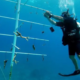Biólogos instalan viveros submarinos de coral en Quintana Roo como parte de un proyecto de arrecifes artificiales para restaurar la vida marina.