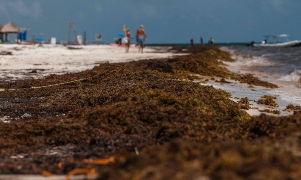 Plan de emergencia por sargazo en Tulum con brigadas limpiando playas del Caribe mexicano