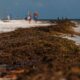 Plan de emergencia por sargazo en Tulum con brigadas limpiando playas del Caribe mexicano