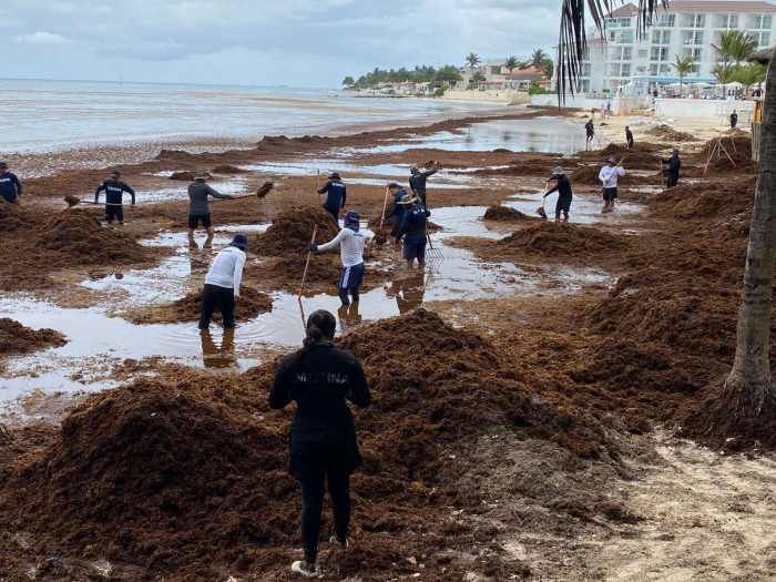 SARGAZO EN PLAYA DEL CARMEN
