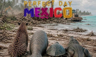 Sheinbaum fija postura sobre Perfect Day