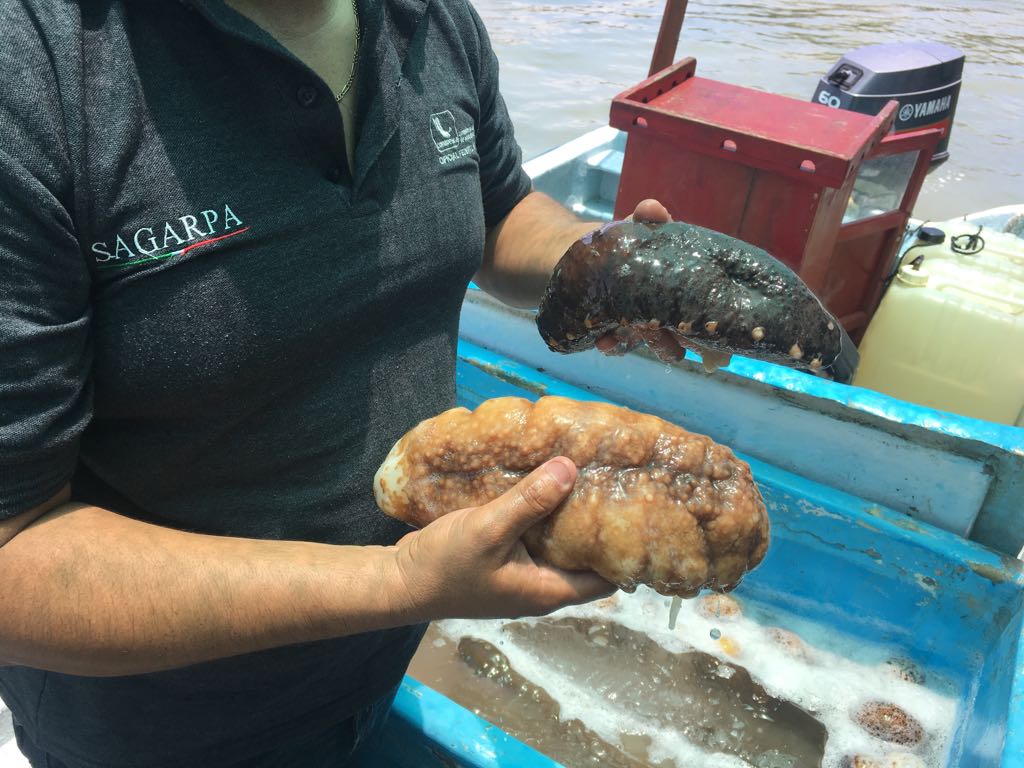 decomisan pepino de mar