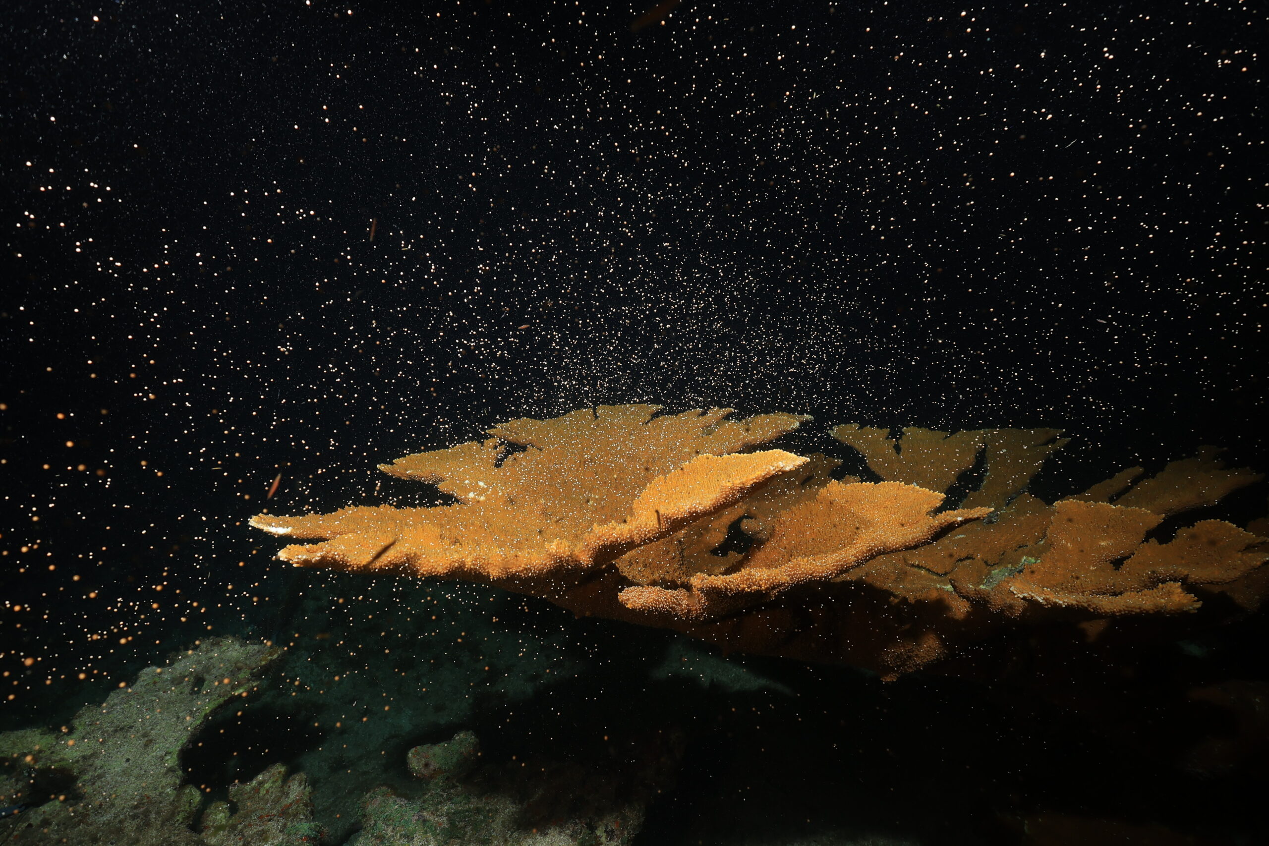 Grupo Xcaret recolecta gametos de coral Cuerno de Alce