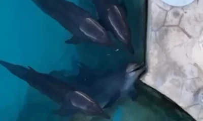 Delfines Cancún