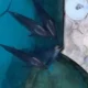Delfines Cancún