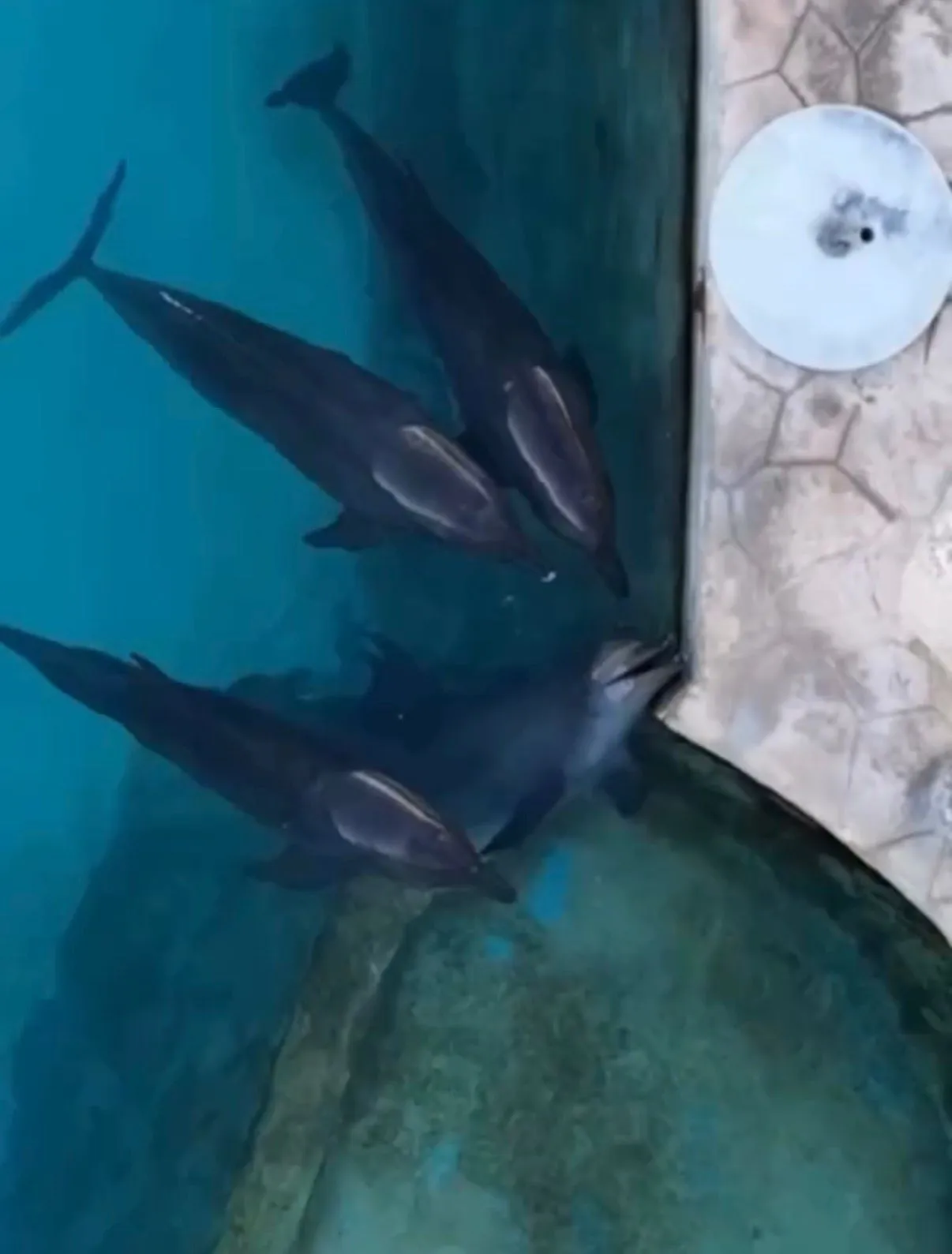 Delfines Cancún